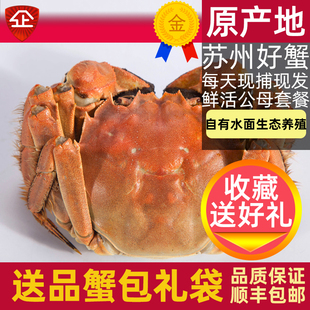 活蟹8只蘇州大閘蟹陽澄鮮活大螃蟹公蟹全母蟹中秋大蟹禮盒裝