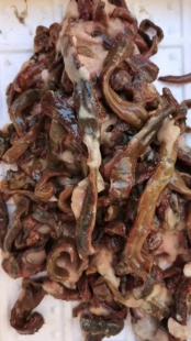 鲜活本虫腌制本虫鱼食饵 秘制本虫干鱼钓鱼海虫