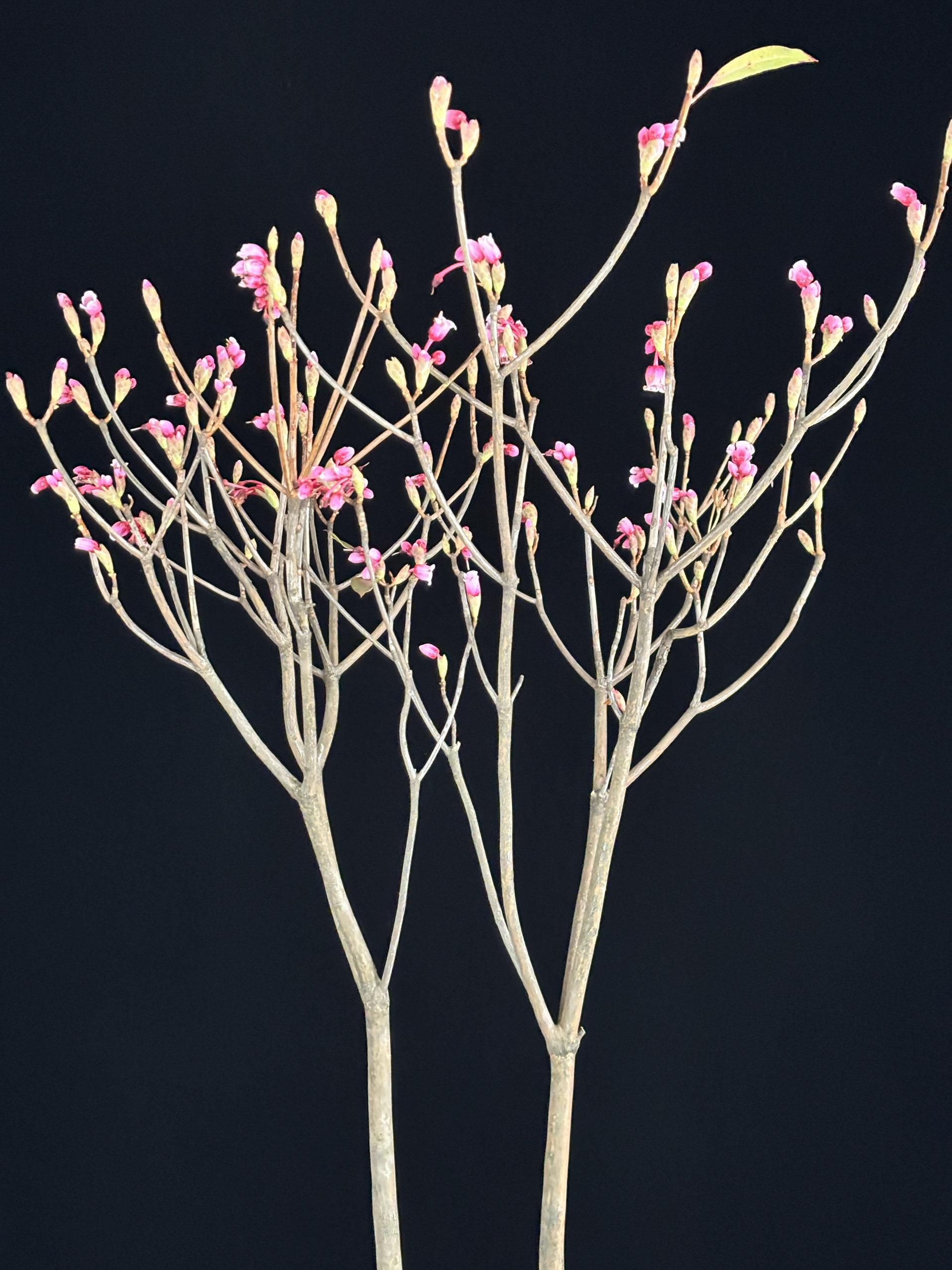 2026 小中大扎 广东吊钟花 插花 插花瓶水养 新年插花