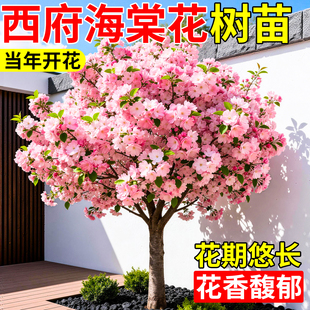 西府海棠树苗庭院地栽四季带花苞耐寒好养重瓣大花卉室内阳台植物