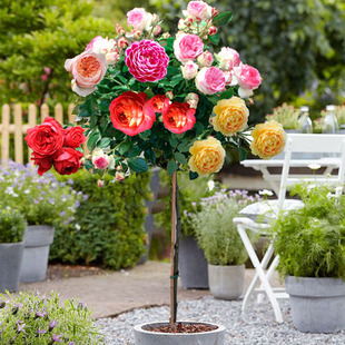 树状月季花苗特大花浓香树桩月季树苗棒棒糖盆栽树月树形嫁接玫瑰