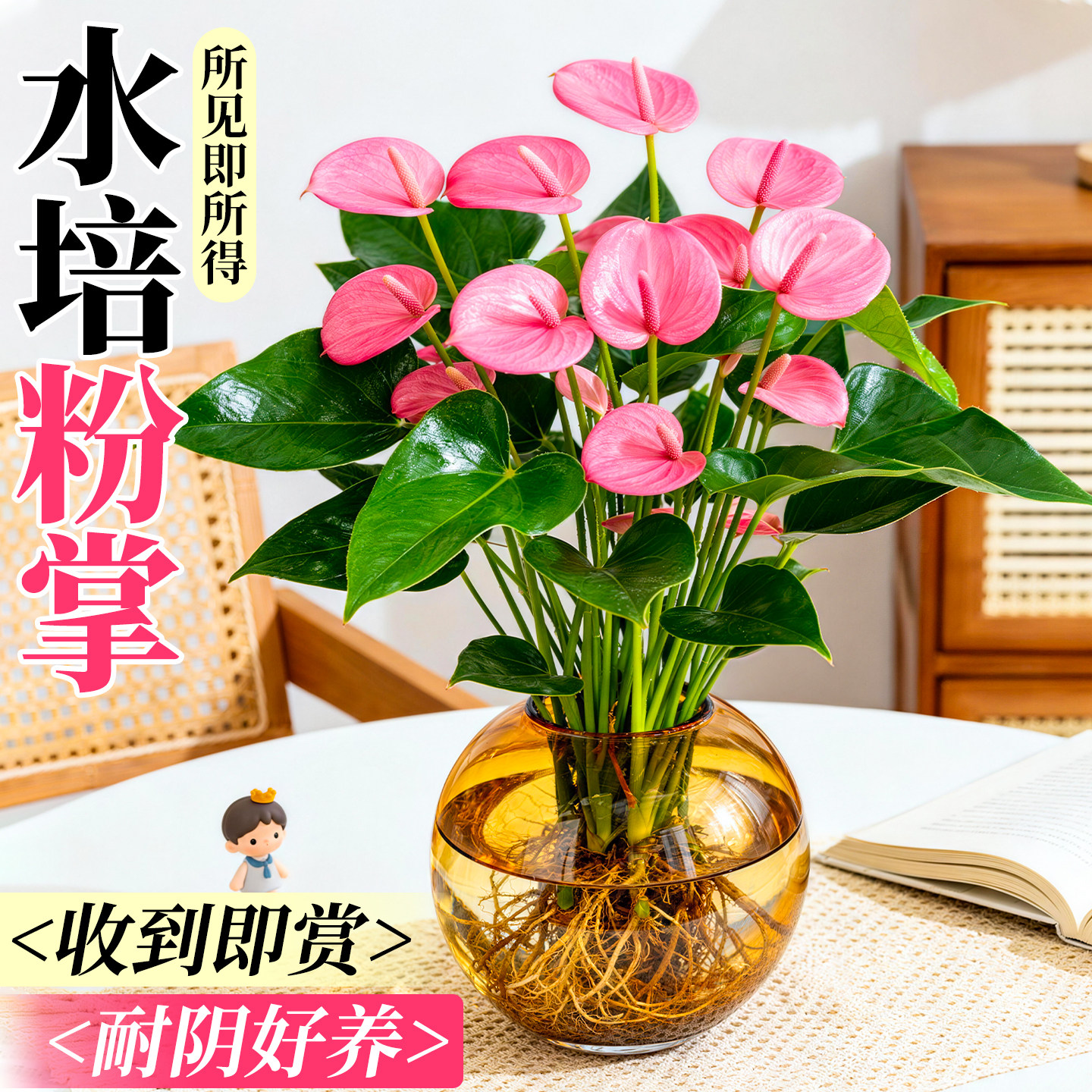 粉掌水培植物室内好养带花绿植水养红掌餐桌大叶大花四季盆栽开花,鲜花速递/花卉仿真/绿植园艺,红掌/凤梨/温室花卉,淘宝优惠券,粉丝福利购,淘宝优惠卷