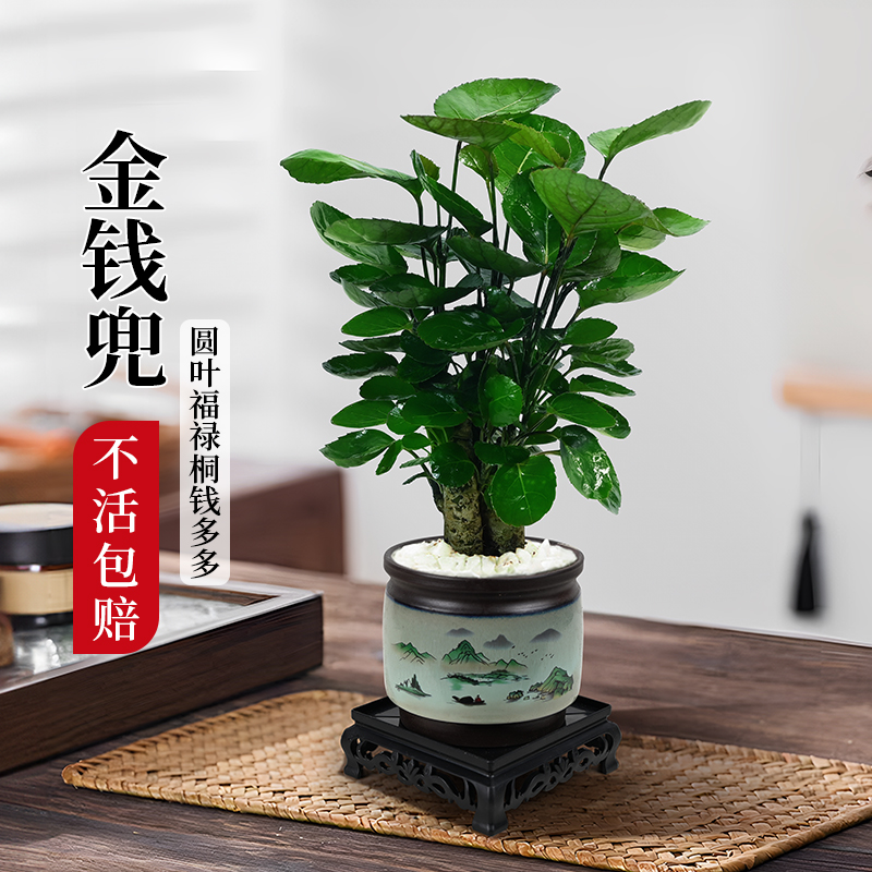 钱多多金钱兜圆叶福禄桐老桩盆景