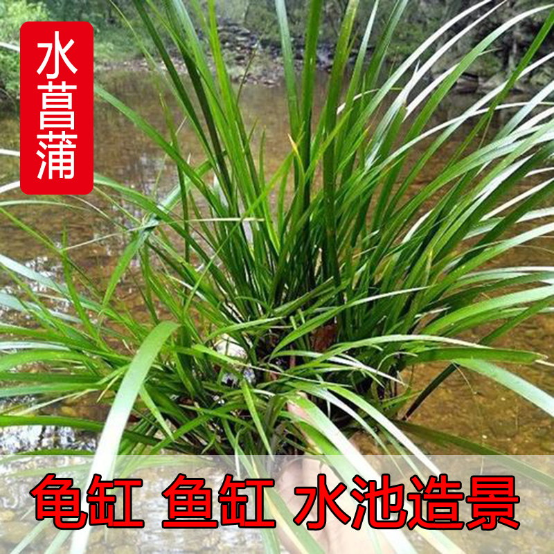 菖蒲草水培水草水生植物