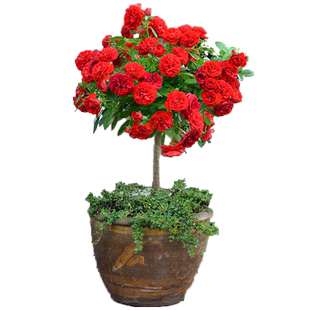 树桩月季花树大花开花月季花棒棒糖特大花树苗花苗盆栽花卉嫁接