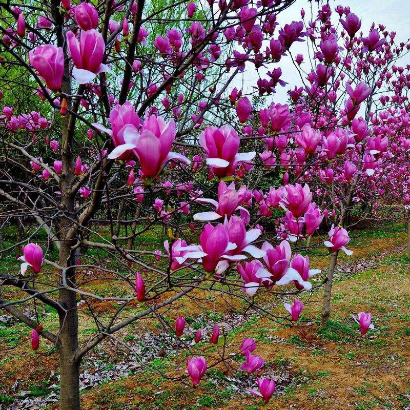 浓香红玉兰花树带花苞矮化室外植物易活耐晒耐寒花卉室内好养盆栽