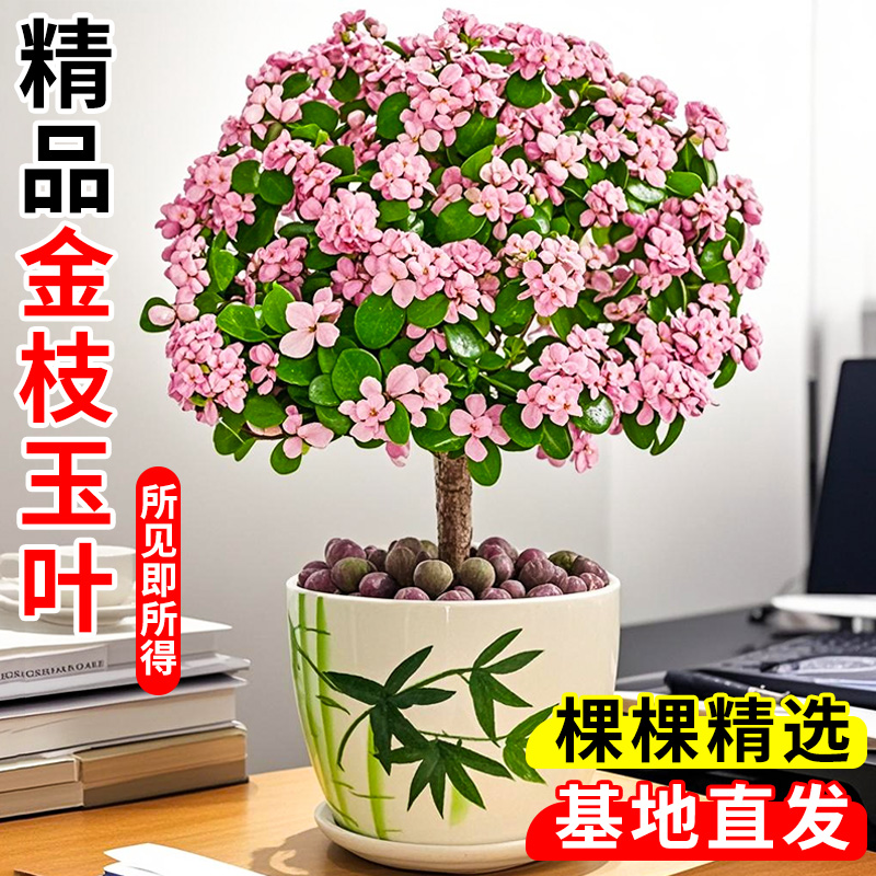 金枝玉叶棒棒糖多肉植物盆栽