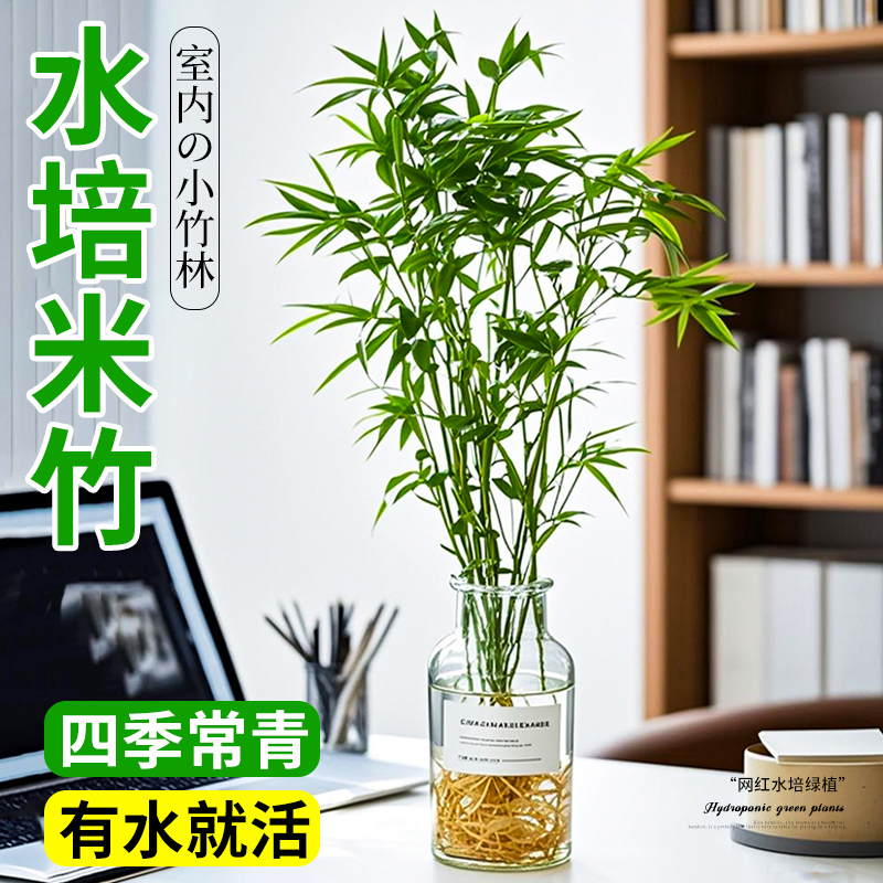 水培米竹室内水培植物高档绿植