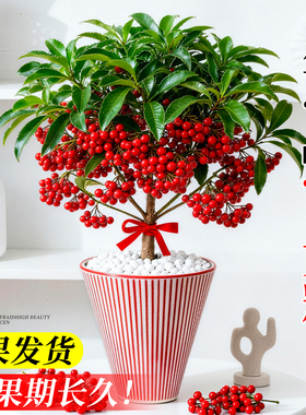 富贵籽盆栽带红果客厅名贵老桩金玉满堂盆景四季黄金万两花卉庭院