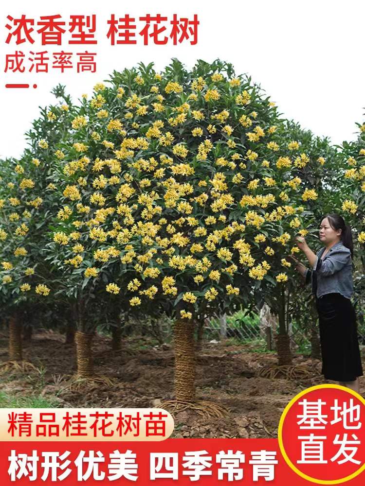 大型桂花树苗原生金桂丹桂庭院别墅地栽浓香型植物耐寒十大名贵树