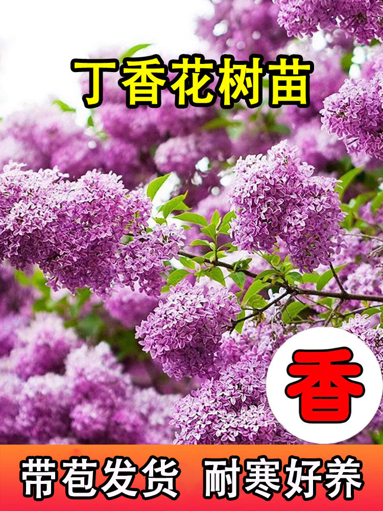 四季紫丁香花树苗欧洲盆栽花苗浓香耐寒花卉庭院大树别墅绿化植物
