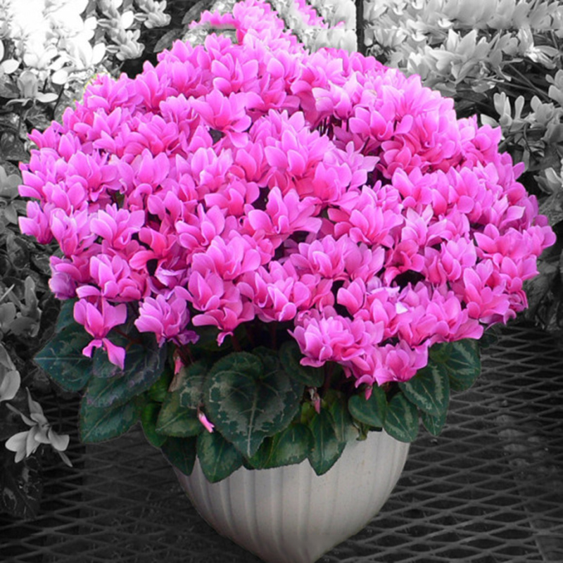 仙客来盆栽绿植四季开花