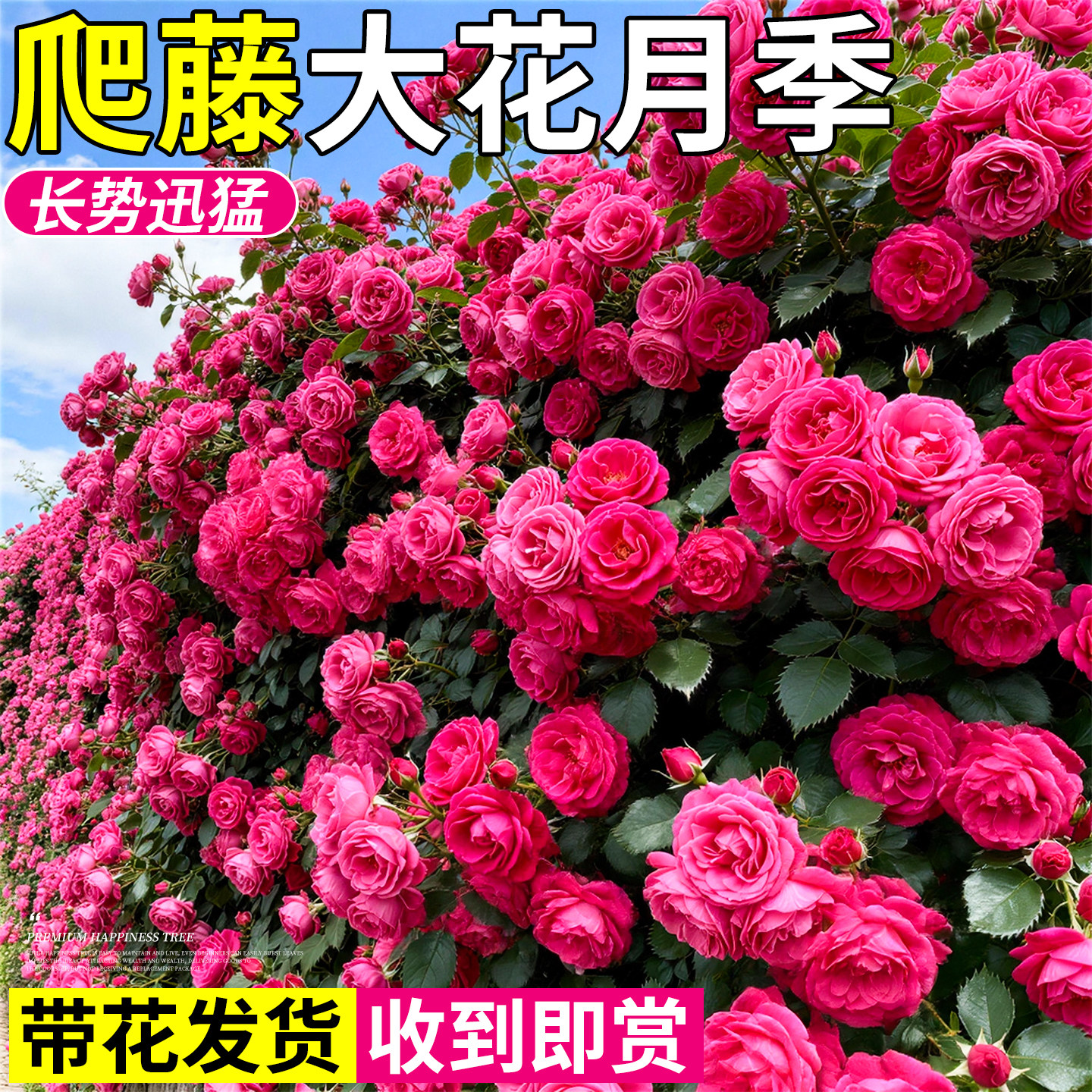 蔷薇花苗爬藤月季树苗四季藤本开花特大号粉龙沙宝石大苗耐寒无刺