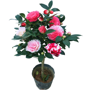 茶花树苗山茶花盆栽五色赤丹带花苞香妃室内四季名贵花卉开花植物