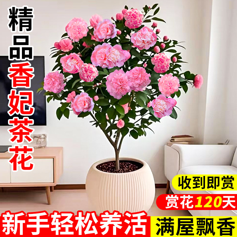 香妃茶花树苗带花苞四季山茶花盆栽花卉开花植物名贵花苗五色赤丹