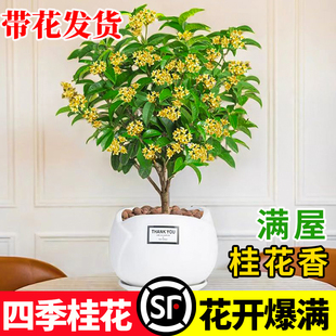 桂花盆栽四季桂八月桂矮化树苗阳台花卉四季好养花期长好养的鲜花