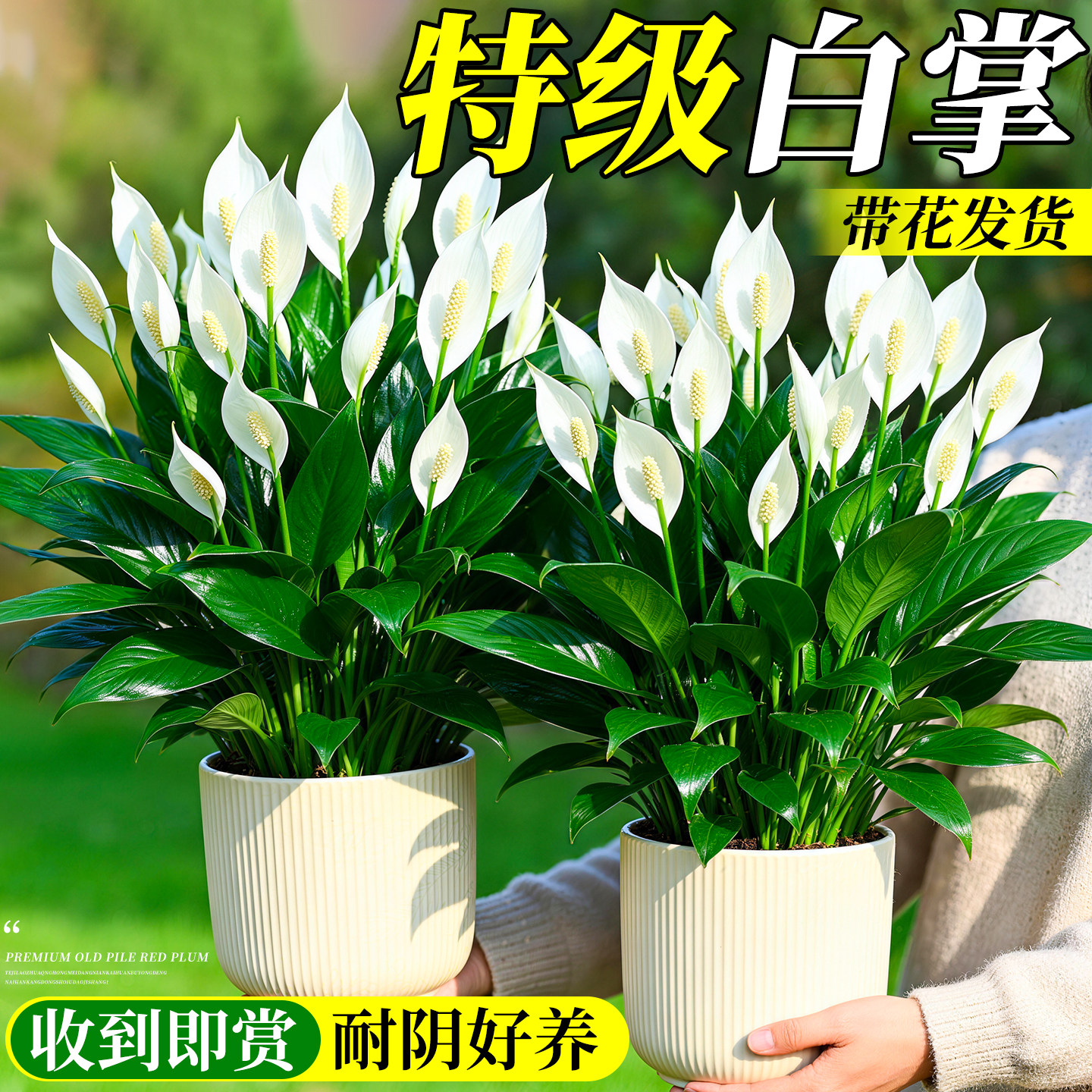 白掌一帆风顺水培绿植土培盆栽带花特大号植物室内花卉办公室好养