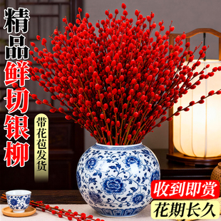 银柳鲜枝真花客厅摆件红福桶七彩花束干花招财年宵花水培鲜花植物