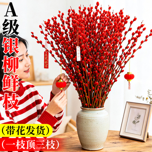 银柳鲜枝真花客厅摆件花束水培鲜花植物批发室内招财年宵花卉红色