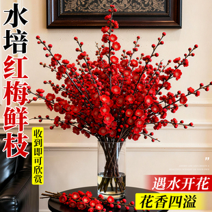水培梅花枝条带花苞真花干枝遇水开花浓香型鲜枝室内耐寒花卉新鲜