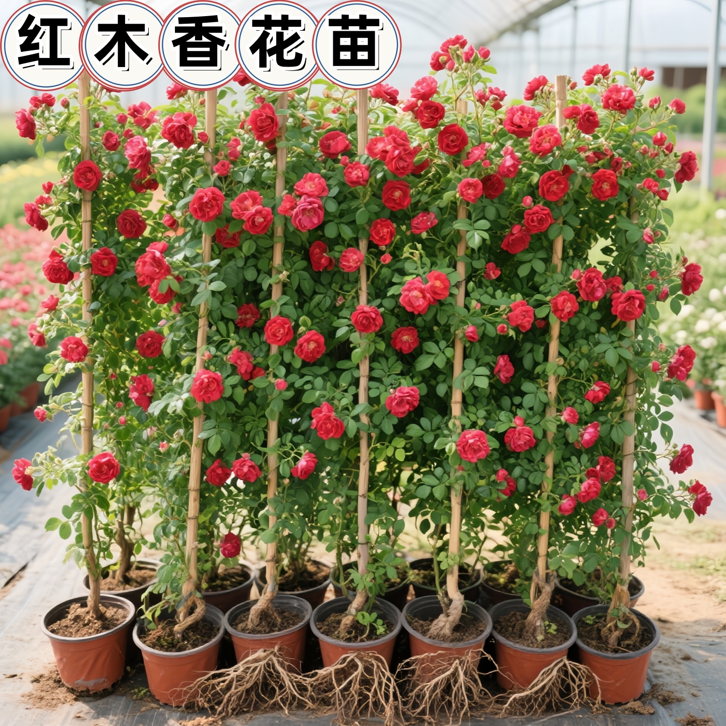 红木香树苗重瓣攀爬藤植物浓香花