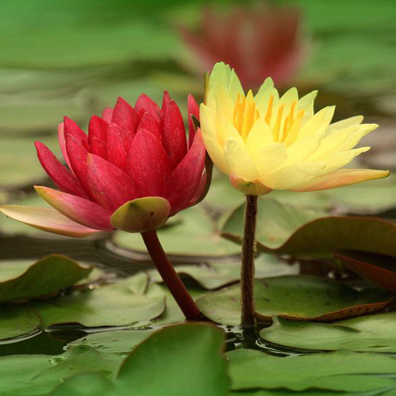四季睡莲水培植物带芽发货