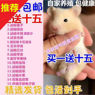 宠物金丝熊巨型活体仓鼠活物布丁银狐紫仓奶茶鼠宝宝学生宠物