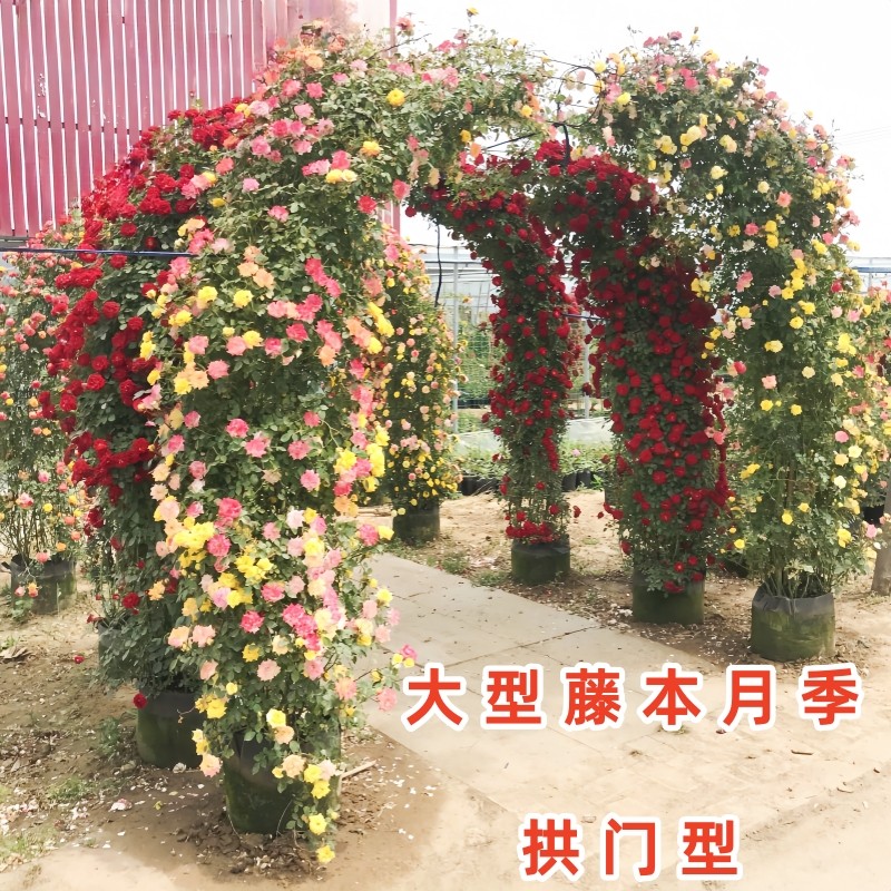 树状月季藤本月季花苗盆栽花卉室内植物绿植四季大花开花玫瑰花苗,鲜花速递/花卉仿真/绿植园艺,月季/蔷薇/玫瑰,淘宝优惠券,粉丝福利购,淘宝优惠卷