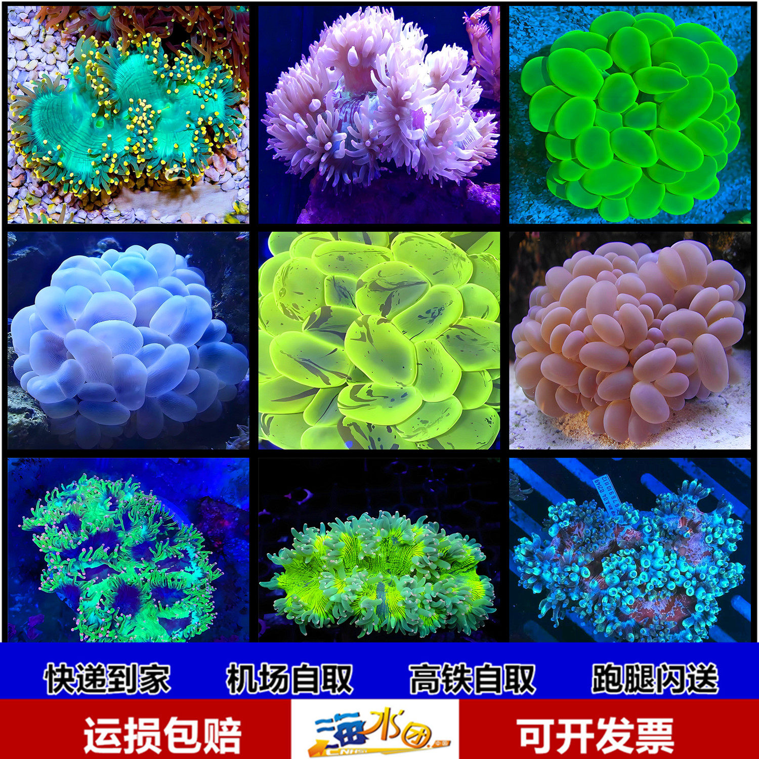 彩金气泡珊瑚活体荧光绿气泡白气泡尼罗河软体LPS海水鱼珊瑚活体