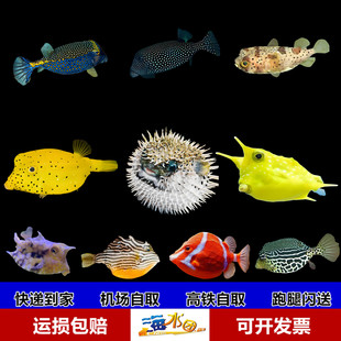 牛角六角金木瓜鱼狗头箱鲀海水鱼刺豚珊瑚活体海水缸已检疫吃管虫