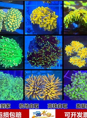 金绿黑火柴头珊瑚印尼沙巴澳洲火柴头火炬圣杯LPS珊瑚活物海水鱼