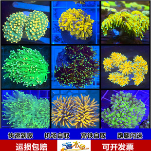 金绿黑火柴头珊瑚印尼沙巴澳洲火柴头火炬圣杯LPS珊瑚活物海水鱼