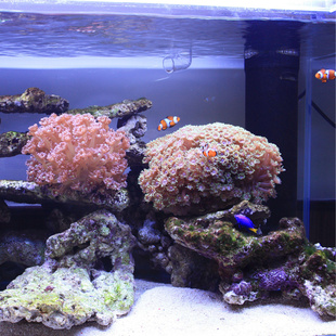 圆帽-海水观赏鱼-活体-神仙珊瑚-快递死亡包赔-宝石花系列海水鱼