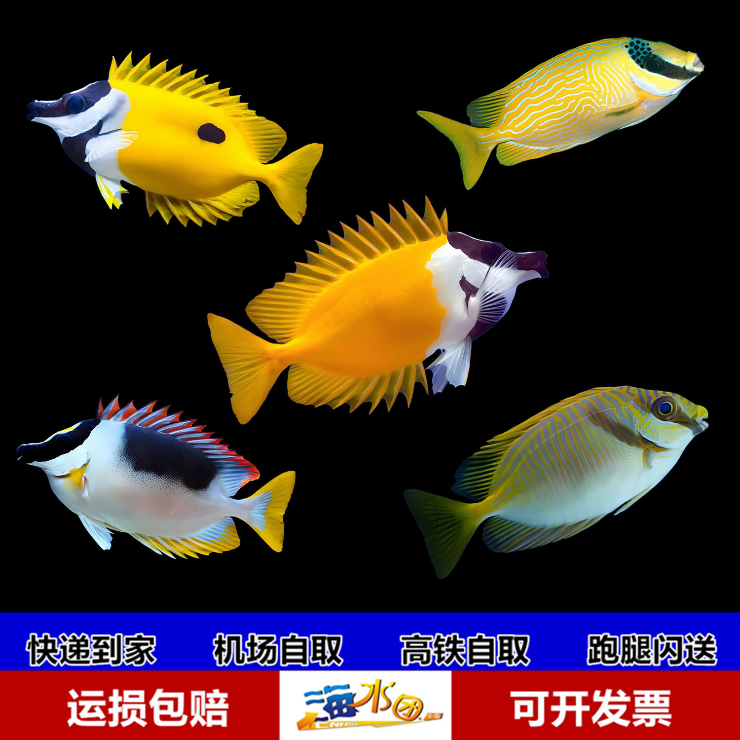 七彩花兔子二线黄狐狸黄斑蓝带鱼海水鱼活体海水缸已检疫秒颗粒