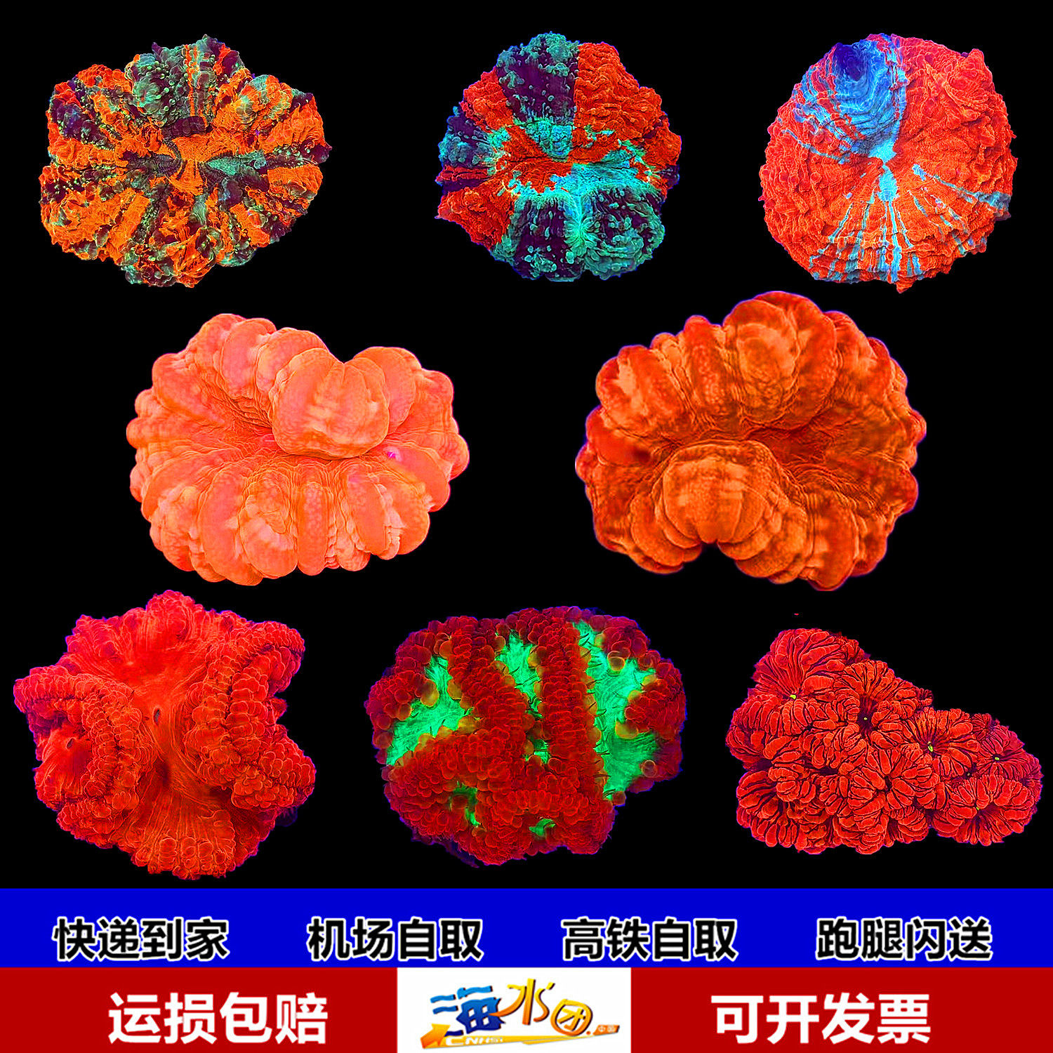 红绿水晶纽扣富士脑 活体 新手闯缸珊瑚容易饲养顺丰报损机场自取