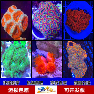 澳洲彩虹糖果纽扣脑珊瑚彩色荧光红绿糖果脑海水鱼活体珊瑚海水缸