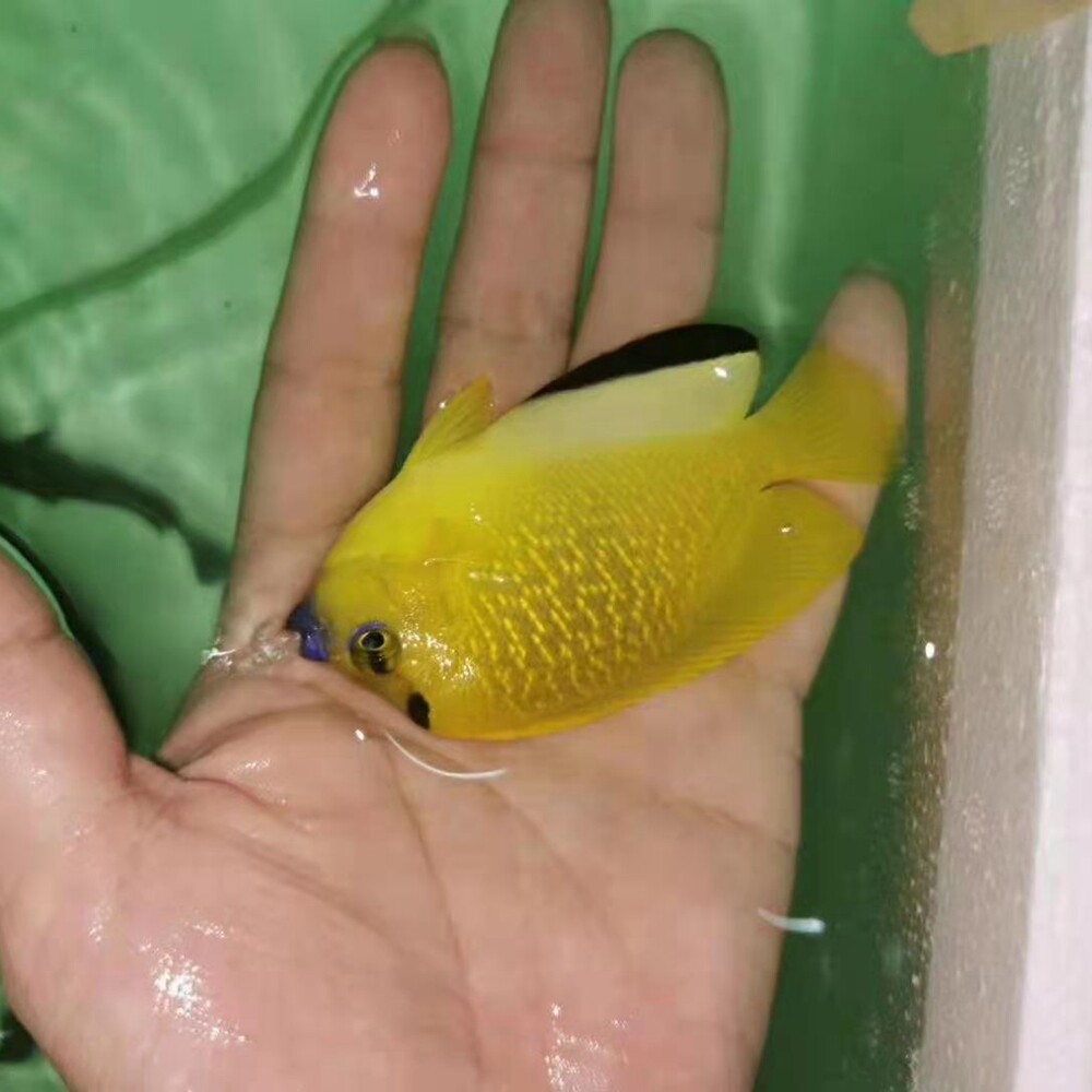 拍下选货 顺丰报损 蓝嘴神仙-海水鱼/观赏鱼/海洋活体/珊瑚水族