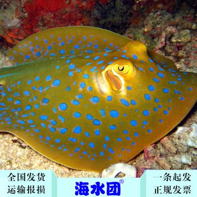 *蓝点鳐-海水鱼/观赏鱼/活体/珊瑚水族/死亡全额包赔