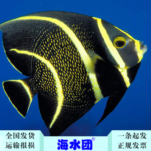 拍下发货 法仙-海水鱼/观赏鱼/活体/珊瑚水族/死亡全额包赔