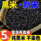 黑米新米纯正东北黑米饭香米孕妇紫米血糯米打豆浆专用乌米生籼米