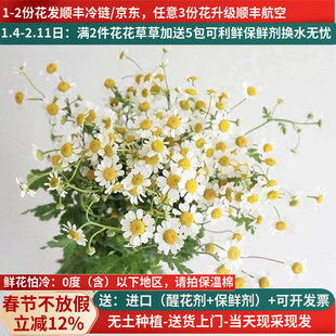 洋甘菊配花云南直发直批花束家用昆明斗南花市基地直供新鲜花束小