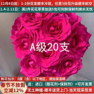 A级玫瑰佛洛依德云南鲜切花昆明基地斗南鲜花直发玫红色弗洛伊德