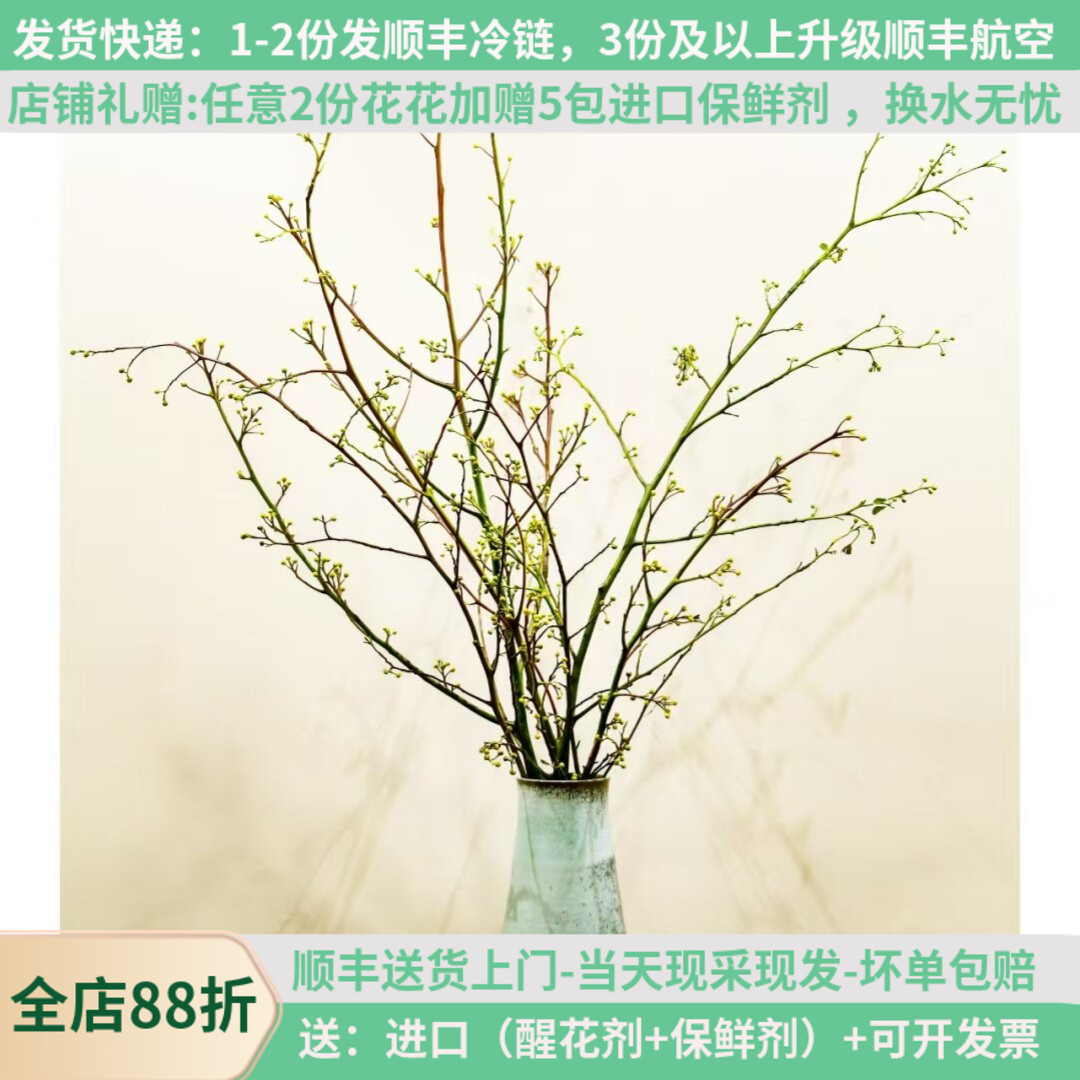 鲜切枝灯台宝藏树枝花期长