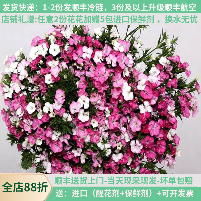 相思梅鲜花云南直发斗南花市花卉