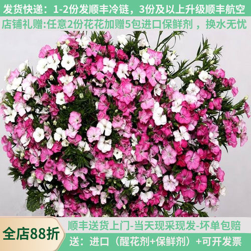 相思梅鲜花云南直发斗南花市花卉