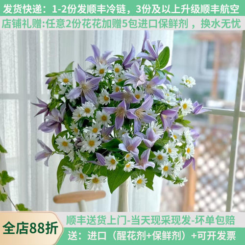 【言选进口高端花材】紫色铁线莲