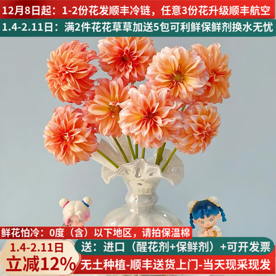 稀有大丽花奶油桃子5支