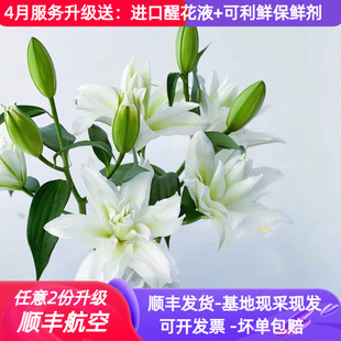 浪漫之星重瓣白色百合鲜花云南昆明基地市场直批真花插花水养顺丰