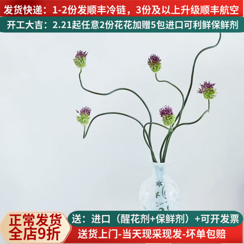 花期超长进口弯葱顺丰发货