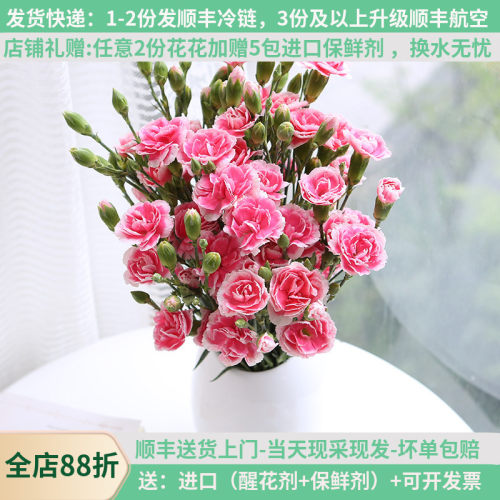 多头康乃馨18支云南鲜花基地直发